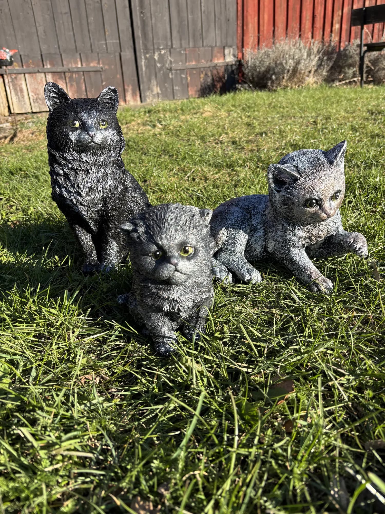 Katter på gräsmatta
